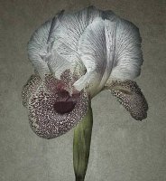 iris