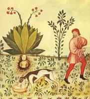 mandragora